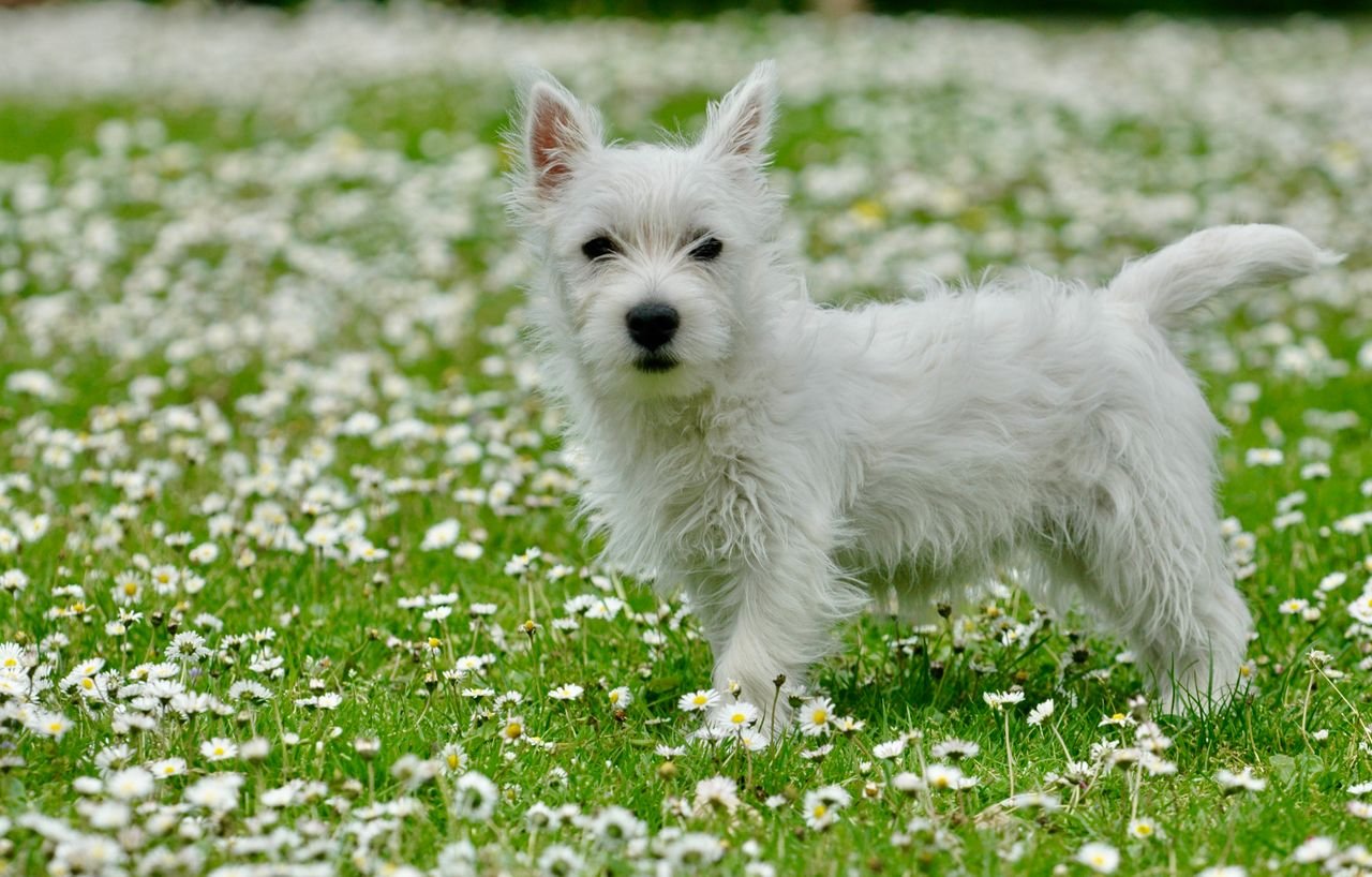 Charming West Highland White Terrier puppy standing amid blooming daisies in a vibrant green meadow.